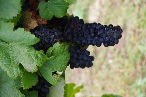 Barossa Valley Wineries Tour With Tastings And Lunch From Adelaide - Accommodation NSW 5