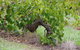 Barossa Valley Wineries Tour With Tastings And Lunch From Adelaide - thumb 7