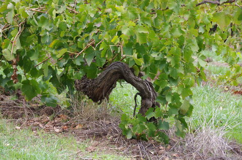 Barossa Valley Wineries Tour With Tastings And Lunch From Adelaide - Accommodation NSW 7