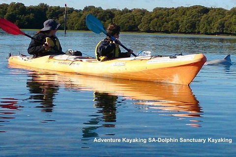 Adelaide Dolphin Sanctuary And Ships Graveyard Kayak Tour - Accommodation NSW 0