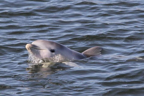 Adelaide Dolphin Sanctuary And Ships Graveyard Kayak Tour - Accommodation NSW 6
