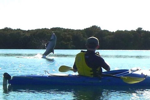 Adelaide Dolphin Sanctuary And Ships Graveyard Kayak Tour - Accommodation NSW 2