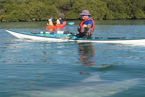 Adelaide Dolphin Sanctuary And Ships Graveyard Kayak Tour - Accommodation NSW 5