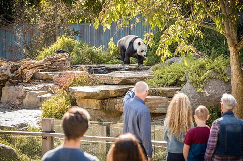 Adelaide Zoo Behind The Scenes Experience: Panda And Friends Tour - Accommodation NSW 0