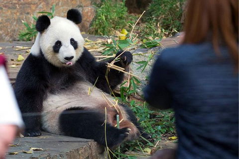 Adelaide Zoo Behind The Scenes Experience: Panda And Friends Tour - Accommodation NSW 1