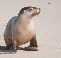 2-Day Kangaroo Island 4WD Small-Group Tour from Adelaide - Accommodation NSW