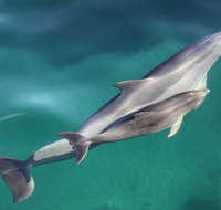 Dolphin Cruise from Adelaide with Optional Dolphin Swim - Accommodation NSW