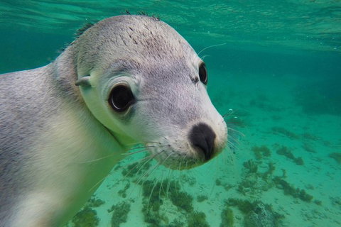 10-Day Adelaide To Perth Adventure Tour - Accommodation NSW 13