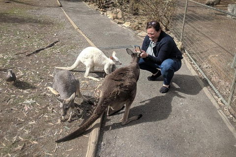A Taste Of Adelaide And Hahndorf By Car Private Tour. - Accommodation NSW 8