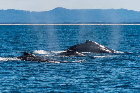 Half-Day Whale Watching And Canal Cruise From Surfers Paradise - Accommodation NSW 4