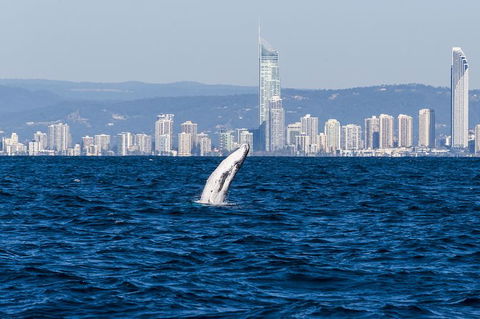 Half-Day Whale Watching And Canal Cruise From Surfers Paradise - Accommodation NSW 8