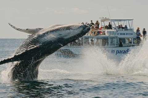 Half-Day Whale Watching And Canal Cruise From Surfers Paradise - Accommodation NSW 3