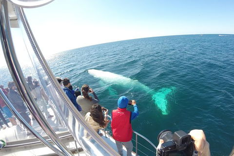 Half-Day Whale Watching And Canal Cruise From Surfers Paradise - Accommodation NSW 6