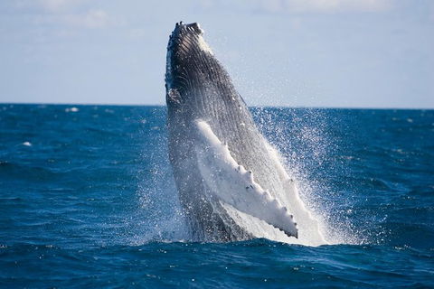 Half-Day Whale Watching And Canal Cruise From Surfers Paradise - Accommodation NSW 5