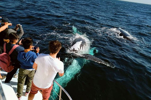 Half-Day Whale Watching And Canal Cruise From Surfers Paradise - Accommodation NSW 2