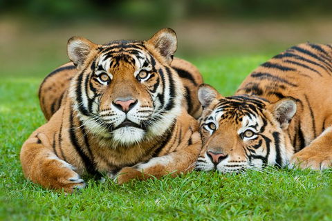 Gold Coast Attraction Pass Including Currumbin Wildlife Sanctuary And Paradise Jetboating - Accommodation NSW 9