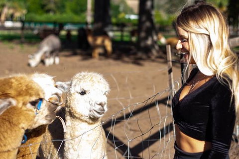 O\'Reilly\'s & Lamington National Park Incl. Alpaca Farm + Vineyard - Accommodation NSW 1