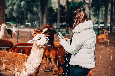 O\'Reilly\'s & Lamington National Park Incl. Alpaca Farm + Vineyard - Accommodation NSW 4
