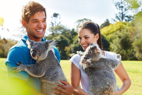 Brisbane Highlights And Lone Pine Cruise From Gold Coast - Accommodation NSW 2