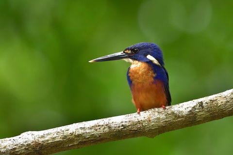 Daintree River Dawn Cruise - Accommodation NSW 0