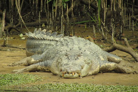 Daintree River Dawn Cruise - Accommodation NSW 1