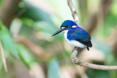 Daintree River Dawn Cruise - Accommodation NSW 12