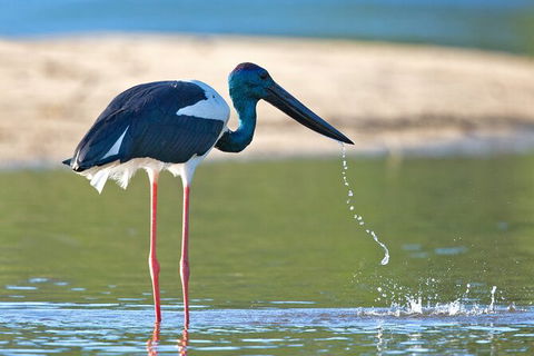 Daintree River Dawn Cruise - Accommodation NSW 6
