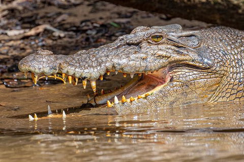 Daintree River Dawn Cruise - Accommodation NSW 15