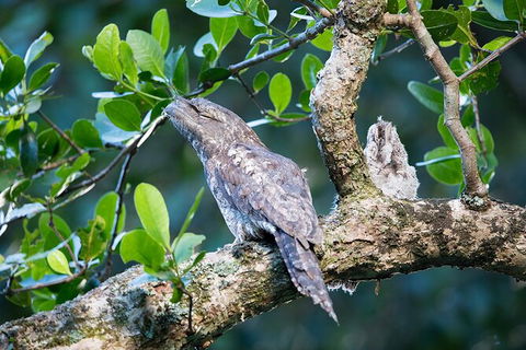 Daintree River Dawn Cruise - Accommodation NSW 4