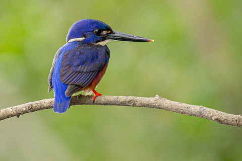 Daintree River Dawn Cruise - Accommodation NSW 7