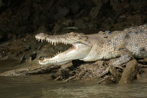 Daintree River Cruise - Accommodation NSW 1