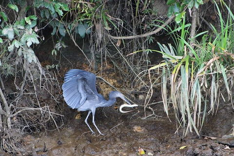 Daintree River Cruise - Accommodation NSW 4