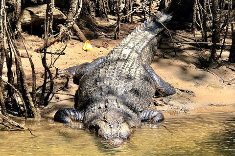 Daintree River Cruise - Accommodation NSW 9