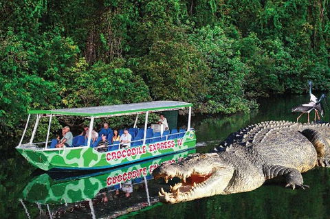 Daintree River Cruise - Accommodation NSW 7