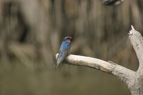 Daintree River Cruise - Accommodation NSW 8