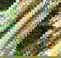 Rainforest  Waterfalls Extravaganza - Accommodation NSW