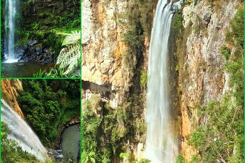 Rainforest & Waterfalls Extravaganza - Accommodation NSW 0