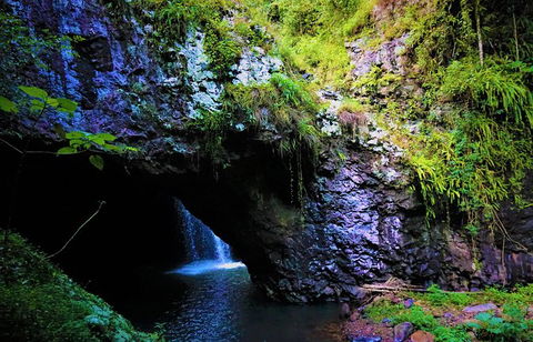 Rainforest & Waterfalls Extravaganza - Accommodation NSW 10