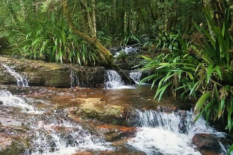 Rainforest & Waterfalls Extravaganza - Accommodation NSW 7