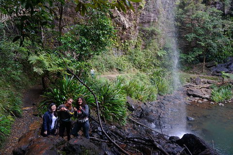 Rainforest & Waterfalls Extravaganza - Accommodation NSW 9