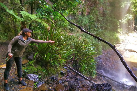 Rainforest & Waterfalls Extravaganza - Accommodation NSW 8