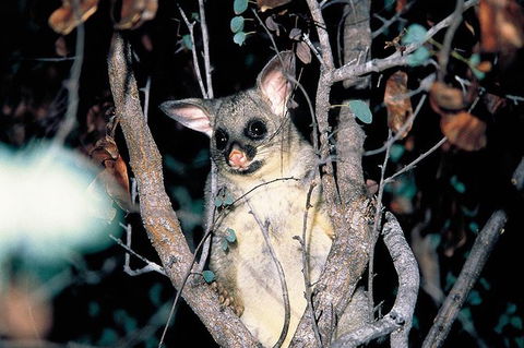 Natural Bridge Glow Worm Night Tour From Gold Coast - Accommodation NSW 4