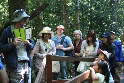 Natural Bridge Glow Worm Night Tour From Gold Coast - Accommodation NSW 5