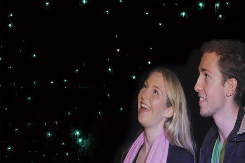 Natural Bridge Glow Worm Night Tour From Gold Coast - Accommodation NSW 6