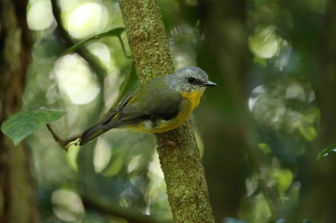 O'Reilly's Lamington National Park And Treetop Canopy Tour - Accommodation NSW 3