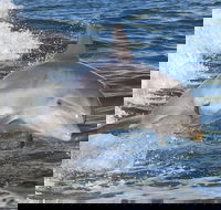 Noosa Oceanrider Scenic Dolphin Safari - Accommodation NSW