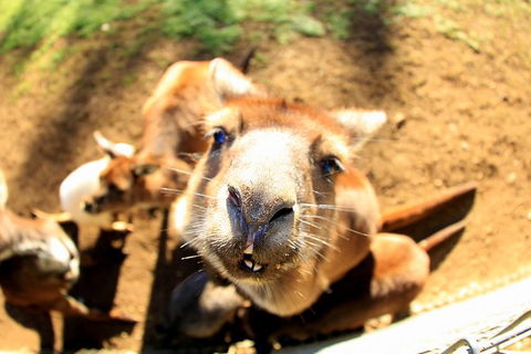 All-Inclusive Blue Mountains Day Trip With River Cruise - Accommodation NSW 1