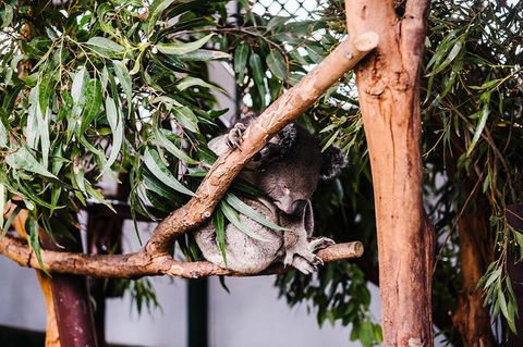 All-Inclusive Blue Mountains Day Trip With River Cruise - Accommodation NSW 14