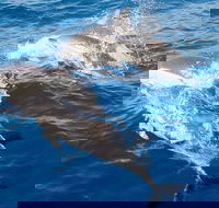 Port Stephens Day Tour From Sydney Including 4WD Sandboarding and Dolphins - Accommodation NSW