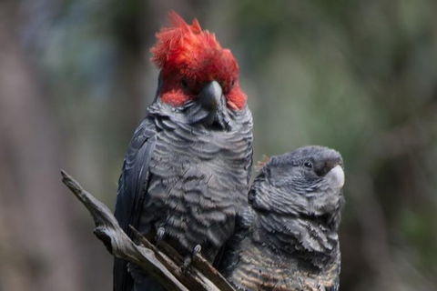 Private Blue Mountains Insider Tour From Sydney - Accommodation NSW 20